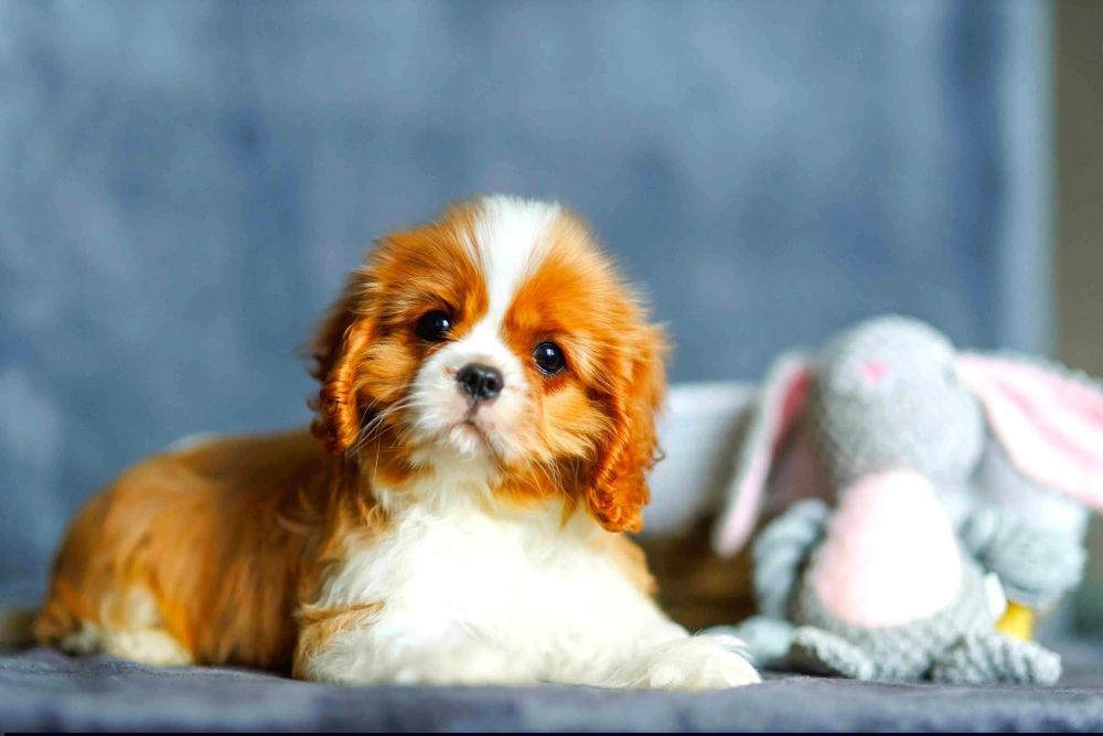 Дуже красиві дітки кавалер кінг чарльз спанієля.

Дуже красиві дітки к