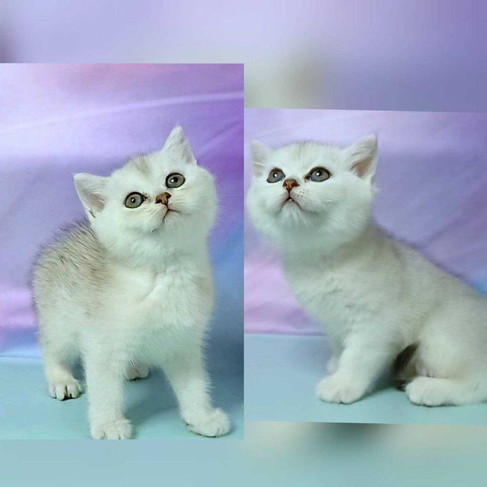 Шотландські чистокровні елітні кошенята, Scottish Straight