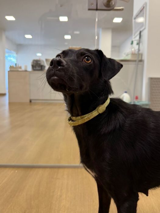 Cadela para adoção responsável
