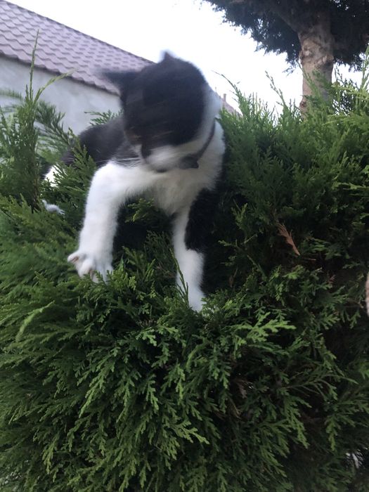 Oddam za darmo kotka