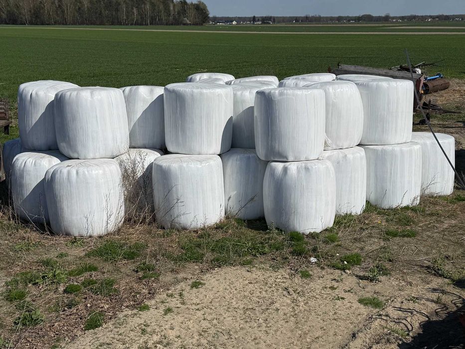 Sianokiszonka pierwszy pokos po prasie pasowej, cięta nożami