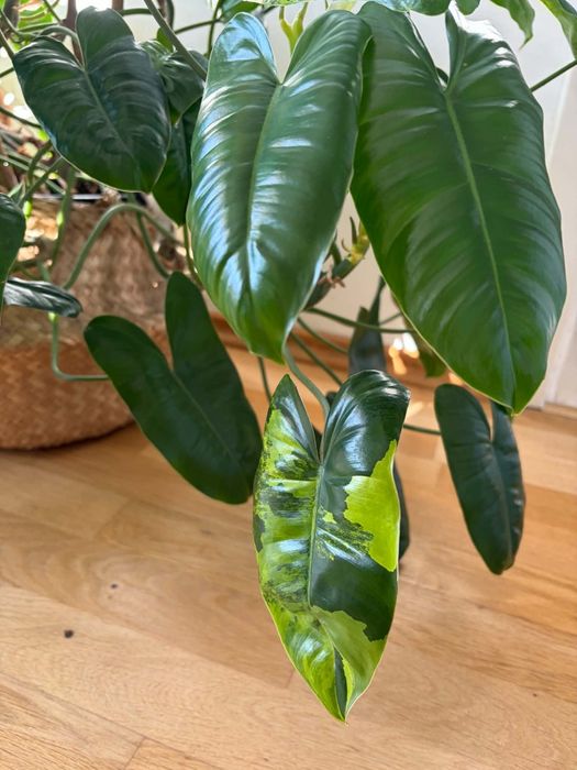 Philodendron Burle Marx Variegata