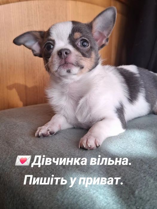 Девочка Чихуахуа ждёт Маму