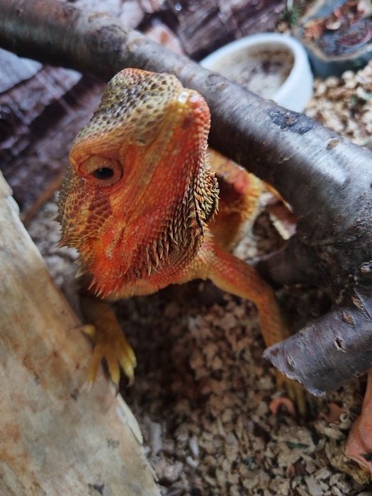 Agama brodata czerwona