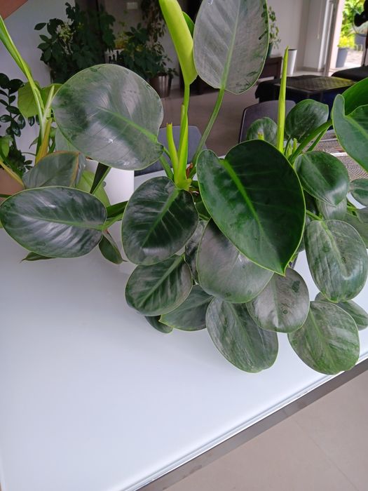 Dwa kwiaty Philodendron