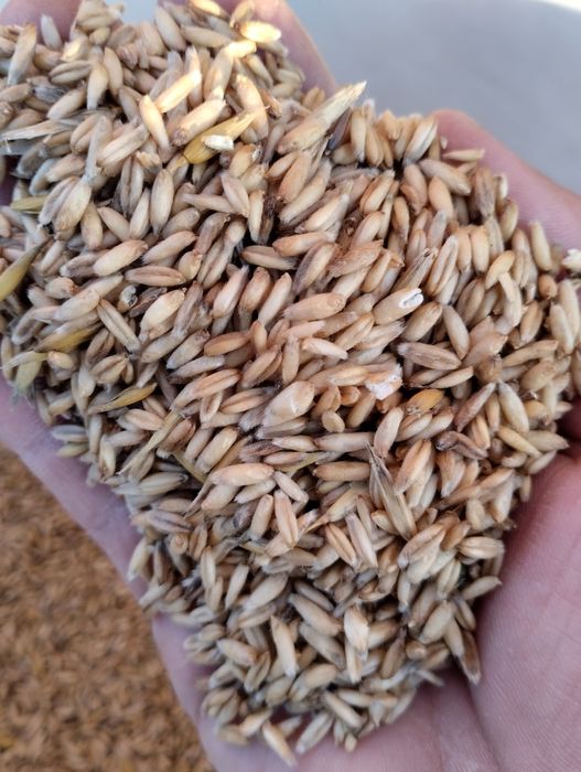 Корм.Овес голозерний посівний.