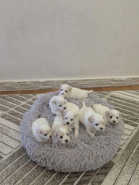 Мальтійська болонка - цуценята з документами | ІФ
область