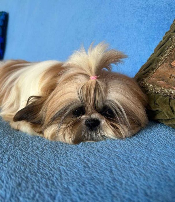 Неймовірна красуня ши тцу КСУ у найкращі ручки буде дрібненька