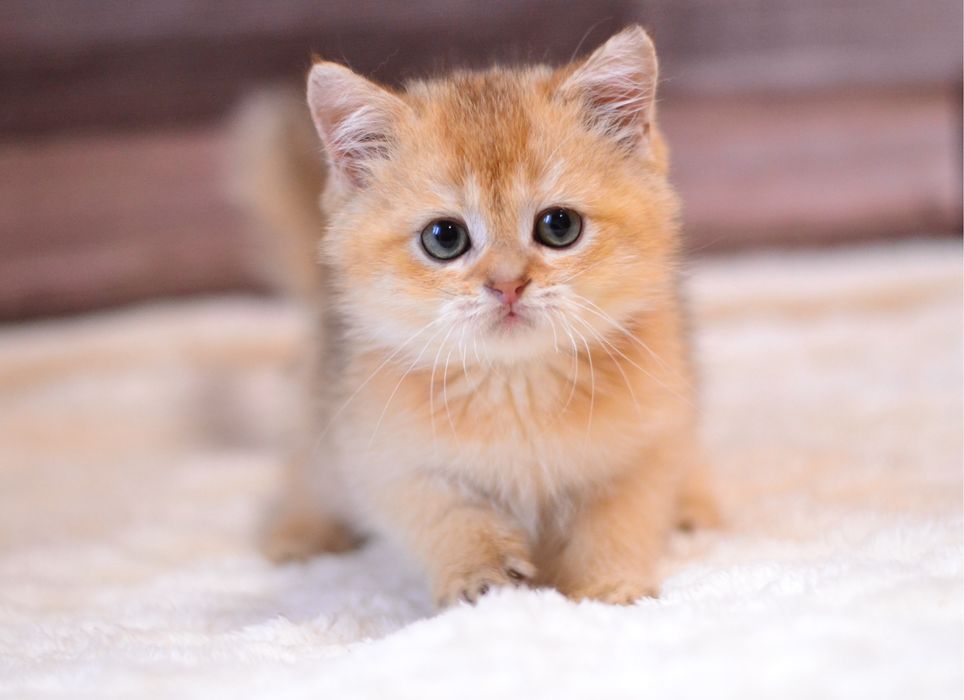 Хлопчик золотий британчик