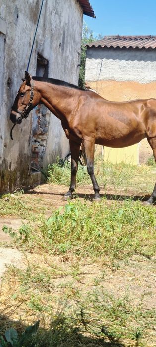 Disponivel egua PSL Letra "z"Pontuada