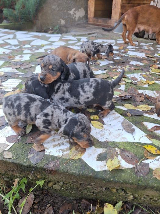 Такса Чистокровні цуценята мраморної такси