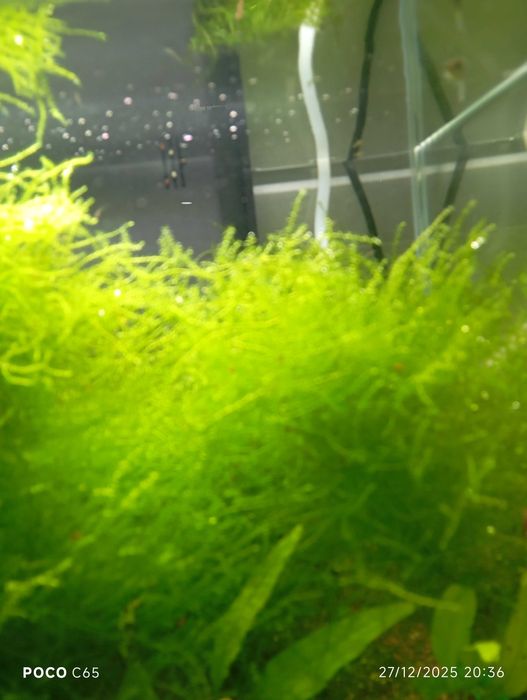 Musgo de java vendo ou troco por peixes