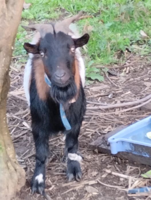 Cabrito anão macho.