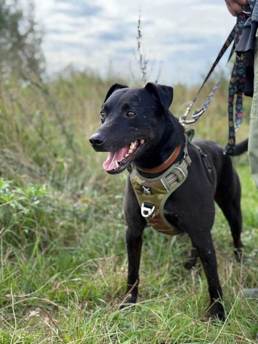 Wygląda jak mniejszy labrador - Mejlo czeka w schronisku