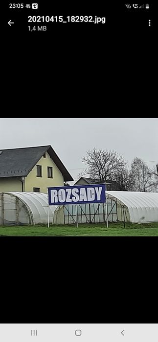 Sadzonki pomidorów,  papryki,  ogórka