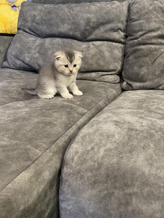 Шотландські котята