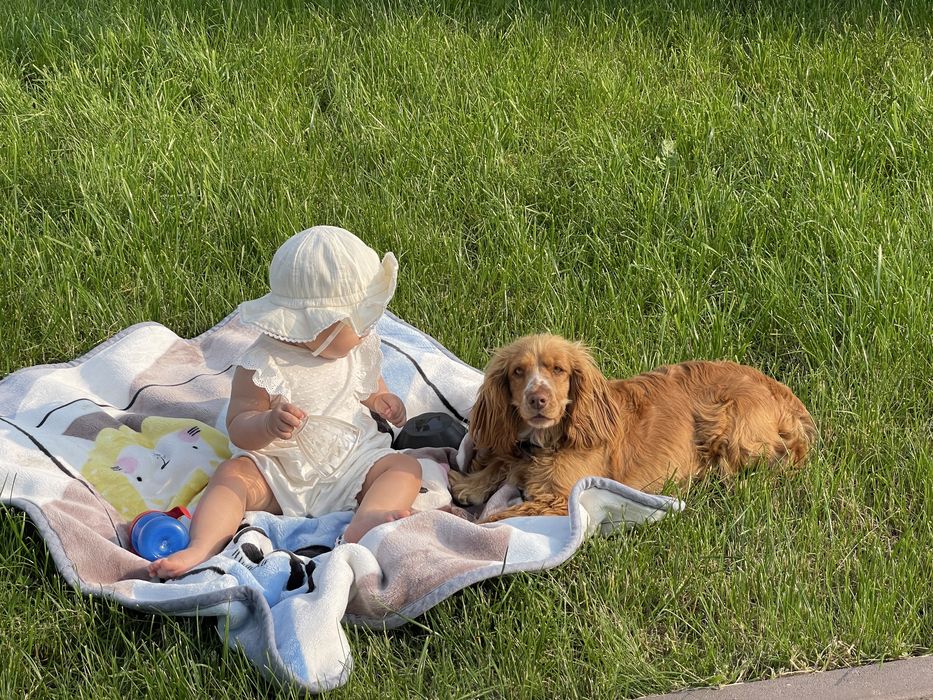 Цуценя кокер-спаніеля (дівчинка)