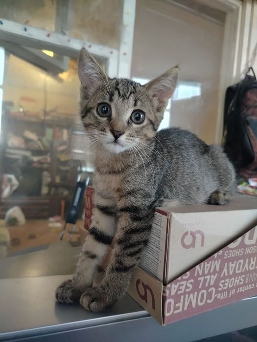 отдам в хорошие руки котенка