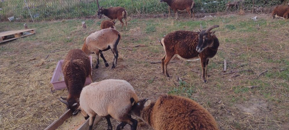 Sprzedam owce Soay