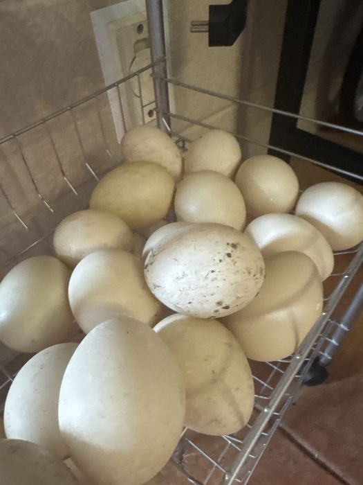 Vendo ovos de pato criados ao ar livre  alimentados a milho e galados