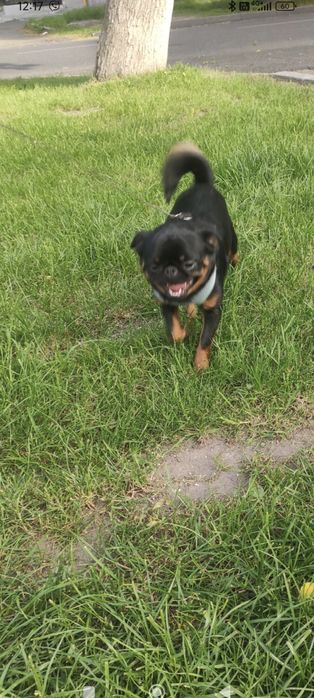 Придлагаеться для в'язки Пті Брабан.Гріфонсон.