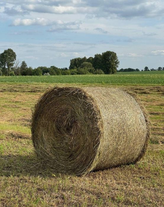 Продам сіно в рулонах.