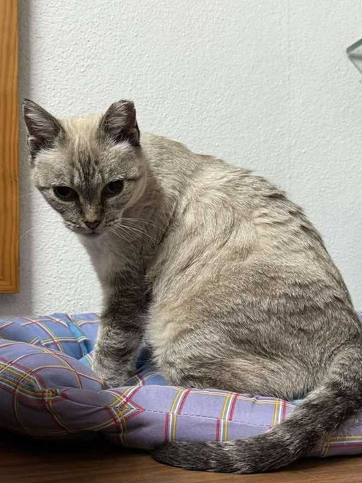 ESTERILIZADA | Gata sénior disponível para adoção responsável