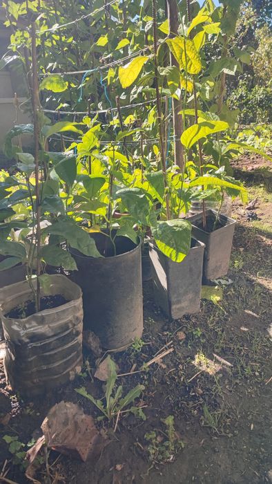 Plantas de maracujá com fruta