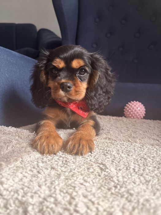 Cavalier King Charles Spaniel piesek.