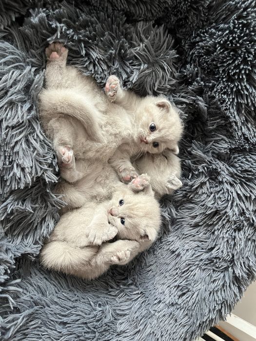 Kotka Brytyjska Liliowa. British Shorthair Lilac BRI  c.