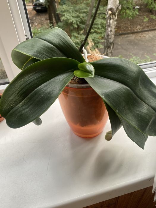 Орхідея Сурф Сонг (Surf Song)