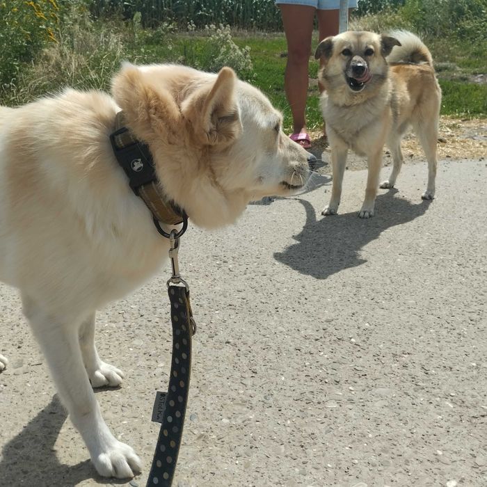 Bianka i Amur - dwa małe psy szukają domu. Adopcja