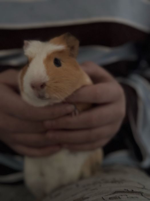Морская свинка  мальчик 3 месяца