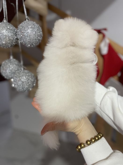 Померанські шпіци  від серця до серця