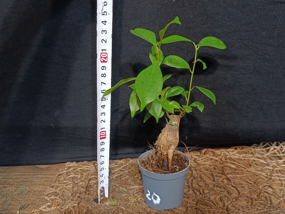 Фікус мікрокарпа Гінсенг (Ficus microcarpa Ginseng)