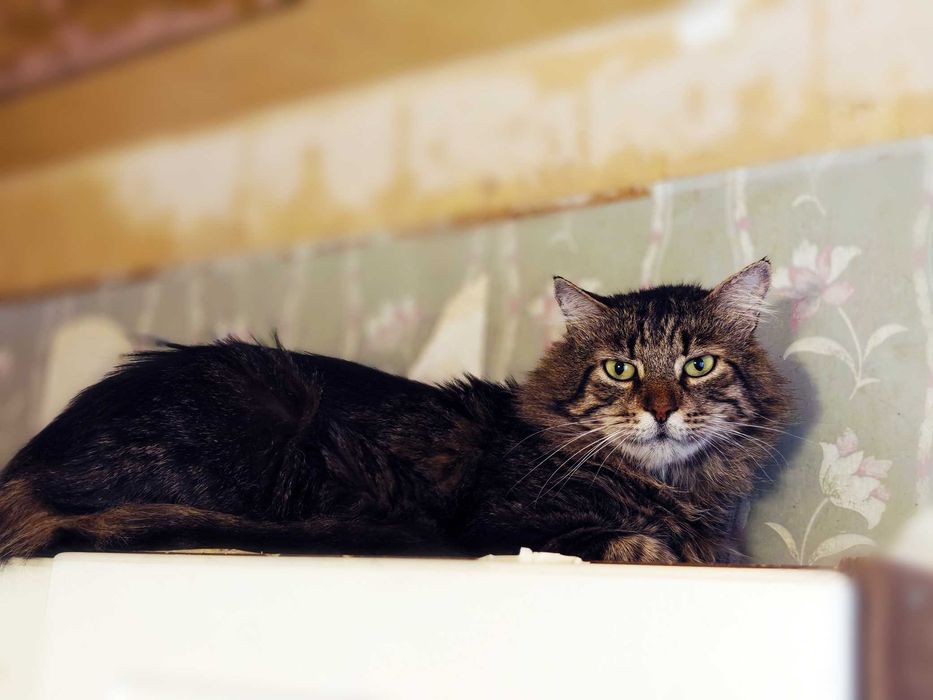 Шикарний кіт Лукас 2роки у пошках сім’ї, стерилізований