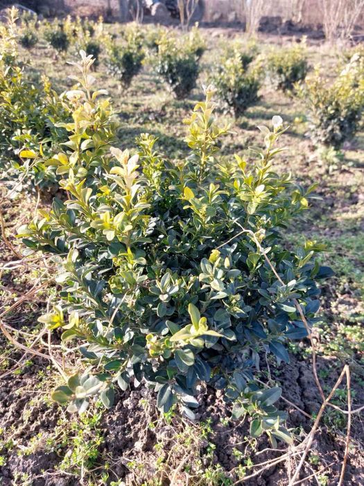 Продається самшит