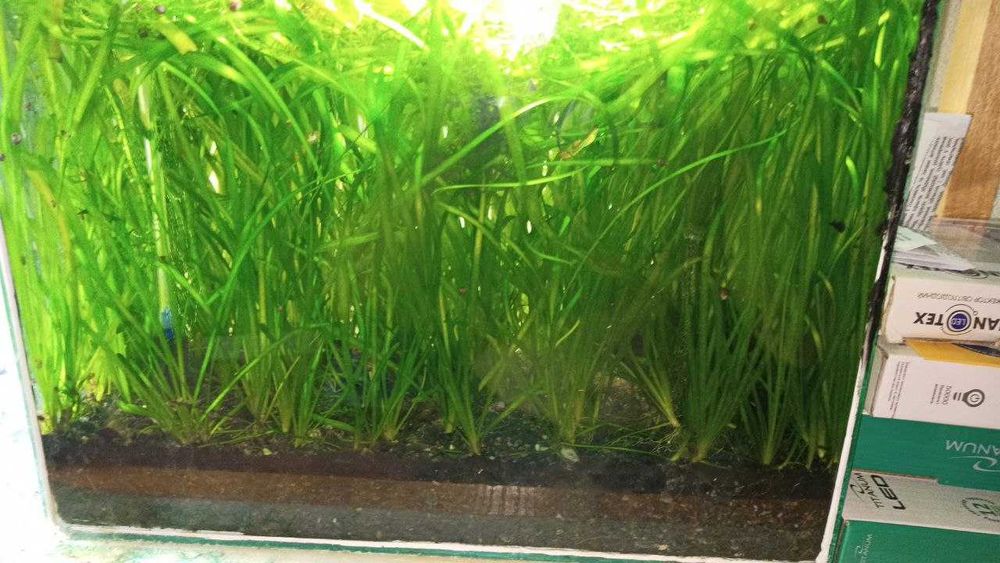 валлиснерия и другие обычные надводные растения