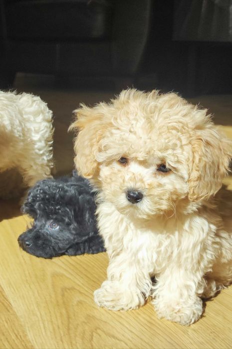 szczeniak pudla miniaturowego. Białe.