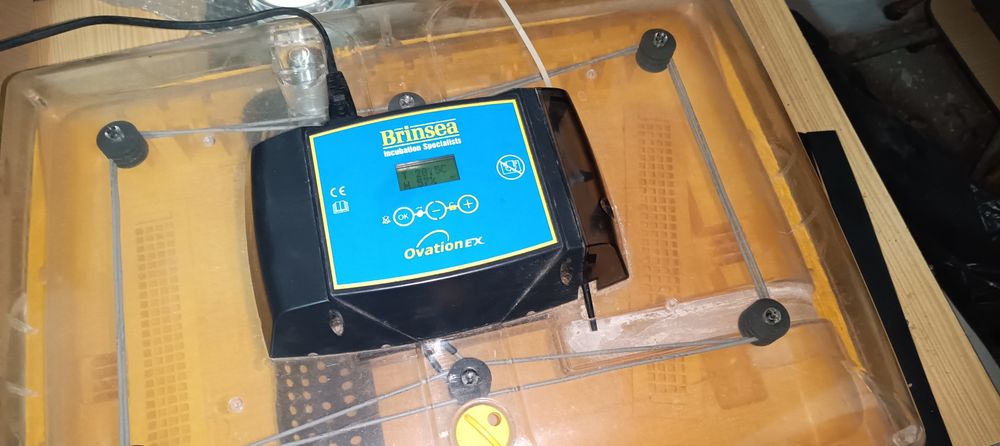 Chocadeira ovation 56 EX Brinsea