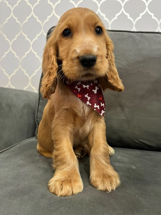 Piękny szczeniak rasy Cocker Spaniel