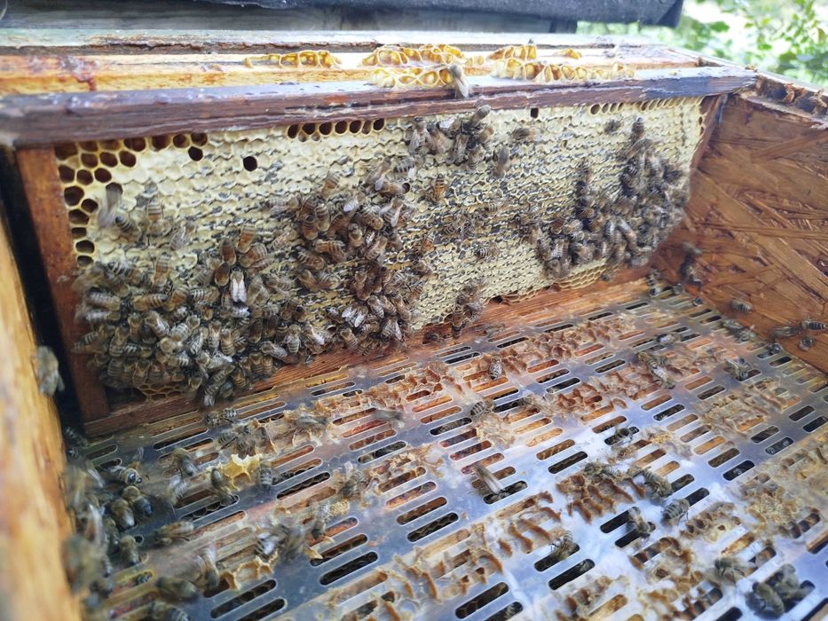 przezimowane rodziny pszczele