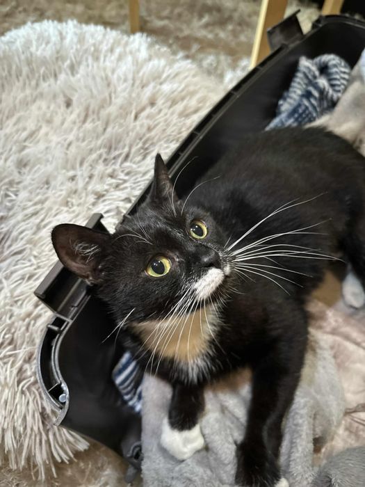 Wyjątkowo malutka koteczka ,szuka domu.