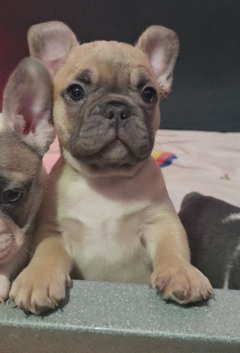 Bulldogue francês isabella faw