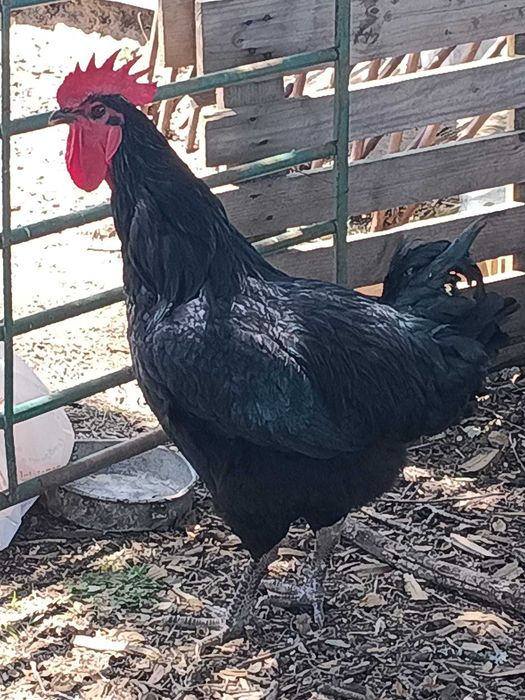 Galo Jersey Gigante Negro Jovem