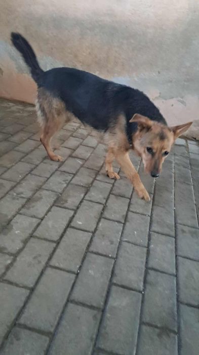 Wiki do pilnej adopcji!