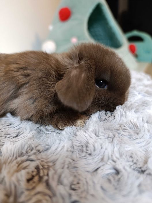 Królik króliczek mini lop hodowla zarejestrowana 910-P