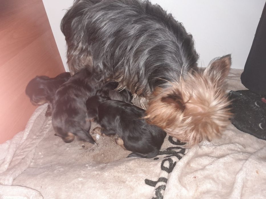 Йорчата  девочки