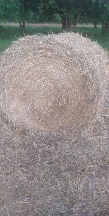 Słoma kółka 130x130