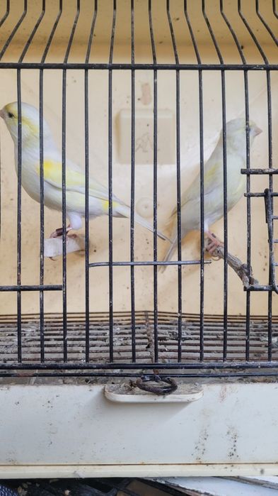 Canarios prontos a criar